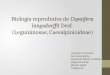 Apresentação do seminario Biologia reprodutiva de Copaifera langsdorffii