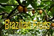 Frutas Brasileiras - brazilian fruits