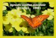 Espécie de Borboleta - Agraulis Vanilae Maculosa