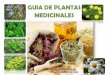 Guia Plantas Medicinales_Donato Moscoso_Beatriz Rodriguez