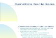 Genetica bacteriana 1