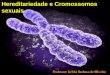 Genética: Determinação Do Sexo Cromossomos Sexuais