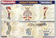 Anatomia Humana - Imagens Explicativas - Resumo - Maria Igne
