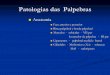 Aula 2  - patologias das palpebras.pdf