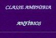 CLASSE AMPHIBIA  ANFÍBIOS