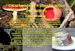 Características e classificações dos fungos