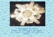A MENSAGEM DA ÁGUA. Fotos de cristais de água  do livro escrito por Masaru Emoto