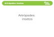 Artr³podes:  insetos