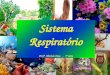 Sistema Respiratório Profª. Michele Dias   -   7ª série