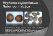 Raphanus raphanistrum -Nabo ou nabiça
