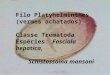 Filo Platyhelminthes  (vermes achatados) Classe Trematoda Espécies:  Fasciola hepatica,