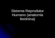 Sistema Reprodutor Humano (anatomia feminina)
