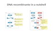 DNA recombinante in a nutshell