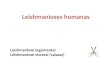 Leishmanioses humanas