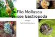 Filo  Mollusca Classe  Gastropoda