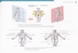 Anatomia humana sobotta volume 1 (1)2