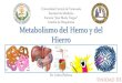Metabolismo del Hierro y del Hemo