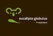 Eucalipto globulus