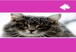 Youblisher com 994743 tropizoo cat logo gato