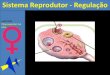 7c sistema reprodutor feminino regula§£o