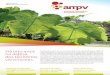 Brochura AMPV - Março 2015