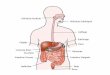 Fisiologia e Histologia – Sistema Digestório
