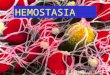 HEMOSTASIA. FASES DA HEMOSTASIA 1ª FASE – VASCULAR OU PRECOCE VASOCONSTRIÇÃO VENOCONSTRIÇÃO