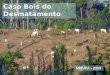Caso Pecuária na Amazônia Proposta de Termo de Ajuste de Conduta Caso Bois do Desmatamento MPF/PA - 2009