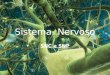 Sistema Nervoso SNC e SNP. Sistema Nervoso Sistema Nervoso Humano A comunicação entre os diversos órgãos e células do organismo ocorre graças a dois