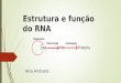 Estrutura e função do RNA Vera Andrade. Dogma central  O dogma central da biologia é que a informação estocada no DNA é transferida para moléculas de