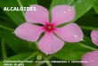 Alcalóides Catharanthus rosea - Alcalóides vinblastina e vincristina – câncer de pele ALCALÓIDES