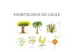 MORFOLOGIA DE CAULE. Conceito órgão vegetal portador de folhas ( e suas modificações ) estabelecendo ligação entre essas partes e a raiz Origem; Desenvolvimento;