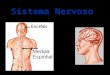 Sistema Nervoso. O Sistema Nervoso © dividido em: - O Sistema Nervoso Central e - O Sistema Nervoso Perif©rico Sistema Nervoso