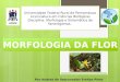 Por Andréa de Vasconcelos Freitas Pinto Universidade Federal Rural de Pernambuco Licenciatura em Ciências Biológicas Disciplina: Morfologia e Sistemática