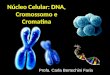 Núcleo Celular: DNA, Cromossomo e Cromatina Profa. Carla Bertechini Faria