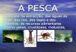 A PESCA Consiste na extracção, das águas do mar, dos rios, dos lagos e dos viveiros, de recursos alimentares como: peixe, crustáceos,, sal e algas. Consiste