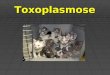 Toxoplasmose. Toxoplasma gondii Ciclo de vida  Ingestão de cistos presentes em carne pelos gatos. O parasita replica-se assexualmente nos enterócitos