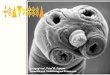 Cestóides acelomados, simetria bilateral triploblásticos - mesoderma verdadeiro sem aparelho digestivo nem estruturas respiratórias ou circulatórias especializadas