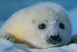 A matança das focas bebês recomeça e aumenta rapidamente – e aliás nunca terminou. BEBÊS FOCA “Deveríamos ser capazes de recusar-nos a viver se o preço