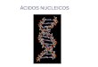 ÁCIDOS NUCLEICOS. 1. CONCEITO 2. COMPONENTES BIOQUÍMICOS a- CARBOIDRATOS