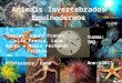 Animais Invertebrados Equinodermos Equipe: Laura Franco, Julia França, Luca Rocha e Maria Fernanda Tristão Professora: Lana Turma: 7M2 Ano: 2013