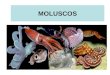 MOLUSCOS. CARACTERIZAÇÃO São animais de corpo mole predominantemente marinhos, embora existam espécies de água doce e terrestre