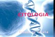 A Célula CitologiaMicroscópio  É a área da Biologia responsável pelo estudo da célula.  Depois do aprimoramento desse instrumento tornou- se possível