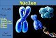 Biologia Temas: Ncleo Cromatina Cromossoma Mitose Meiose Prof. S³stenesNcleo