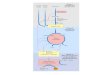 Glicogênio Estrutura / Localização Fígado Músculo esquelético Regula nível de glicose no sangue Reserva de glicose para atividade muscular persistente