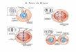 As fases da Mitose. Esquema do ciclo celular. Embora ocupe mais de metade do esquema, a mitose representa apenas 30 minutos em um ciclo celular de 24h,