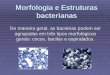 Morfologia e Estruturas bacterianas De maneira geral, as bactérias podem ser agrupadas em três tipos morfológicos gerais: cocos, bacilos e espiralados
