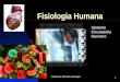 Professor Marcelo Henrique 1 Fisiologia Humana Sistema Circulatório Humano