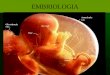 EMBRIOLOGIA. Reprodução Humana Gametogênese Processo de formação e desenvolvimento de células especializadas denominadas gametas: ovócitos nas mulheres