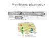 Membrana plasmática A membrana é um collage de proteinas e outras moléculas inseridas numa bicamada lipídca Fluído extracelular Colesterol?? Citoplasma
